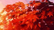0xryvok banner