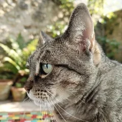 Avatar de tom3615
