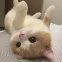 Icône de Cat Lounge 🍹| Ask To DM・Social・YouTube・Hangout・Cozy・Emojis・Gaming・Voice・Grow A Garden